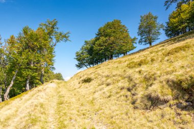 Tepedeki kayın ormanında sarı çimenler var. Sonbaharın başlarında güneşli bir günde yamaçtan geçen patika. Mavi gökyüzünün altındaki Karpat Dağları 'nın güzel manzarası