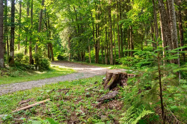 Ormanda dolanan dar çakıl yolu. Güneşli bir günde yürüyüş şeridi olan sık ormanlık alan. Yazın sinnevyr Ulusal Parkı. Avrupa ekosistemi