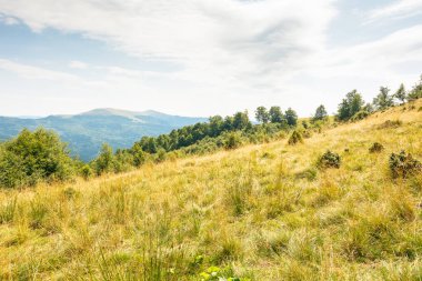 Yazın sonlarında Karpat Dağları manzarası. Öğle vakti bulutlu bir gökyüzünün altındaki çimenli çayırın arkasındaki ilkel kayın ormanının olduğu alp manzarası. Büyük İskoçya 'da açık hava macerası