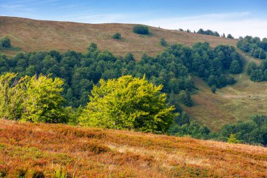 Yazın Karpat Dağları 'nın orman manzarası. Avrupa çevre kavramının doğal yaprak döken ekosistemi. Akşam ışığında mavi gökyüzünde kabarık bulutlar