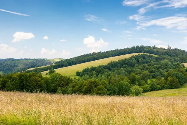 Dağlık Karpatya kırsal arazisi. Mavi gökyüzünün altında, tüylü bulutlu çimenli alp çayırı. Yuvarlanan bir tepedeki yemyeşil orman. Güneşli bir günde Ukrayna dağlarında yaz tatili