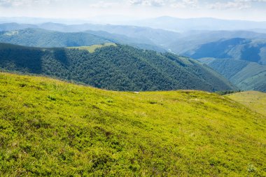 Çimenli Alp çayır manzarası. Tatil sezonu. Borzhava sırtı manzaralı Karpatya dağ manzarası. Yazın güneşli bir günde Ukrayna 'nın popüler seyahat beldesi