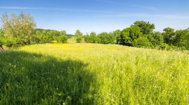 Sabah vakti dağların yamaçlarındaki tarım tarlası ormanın yakınında. Yeşil çevre. Taze dağlık çayırların güzel manzarası. resimimsi kırsal duvar kağıdı