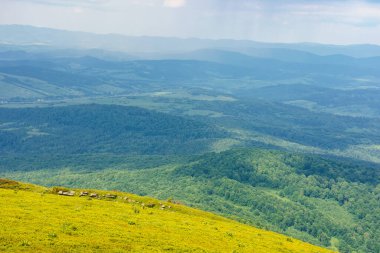 Dağın tepesinden vadiye güzel bir manzara. Dik çimenli yamaçlı alp manzarası. Lviv bölgesinin stryi bölgesi. Yazın güneşli hava Bulutlu gökyüzü