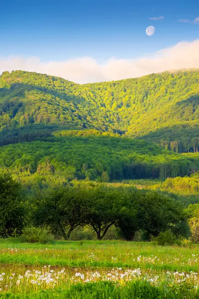 Baharda karahindiba çayırı olan dağlık kırsal alan. Çiçek çayırı ve orman tepesi olan güzel bir kırsal bölge. Mavi gökyüzündeki bulutların üstündeki ay. güneşli sabah