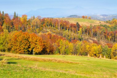 Sonbaharda Karpat Dağları 'nın ormanlık tepesinde. Güneşli bir günde çimenli çayırların arkasındaki ağaçlarla dolu yeşil bir arazi.