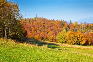 Sonbaharda Karpat Dağları 'nın ormanlık tepesinde. Çimenli çayırların arkasındaki renkli yapraklarla yaprak döken bir manzara.