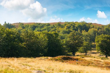 Yazın Karpat Dağlarındaki Kayın Ormanı. Ukrayna 'nın güzel dağlık manzarası. Bulutlu mavi gökyüzü