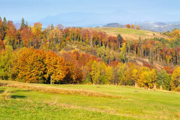 Sonbaharda Karpat Dağları 'nın ormanlık tepesinde. Güneşli bir günde çimenli çayırların arkasındaki ağaçlarla dolu yeşil bir arazi.