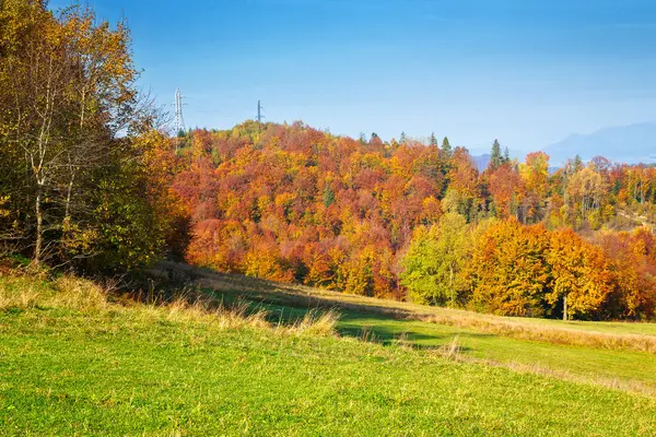 Sonbaharda Karpat Dağları 'nın ormanlık tepesinde. Çimenli çayırların arkasındaki renkli yapraklarla yaprak döken bir manzara.