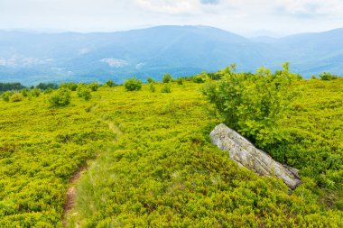 Yeşil çimenli tepede iz var. Yazın Karpatlar 'ın dağ manzarası. Ukrayna 'nın dağlık dağları bulutlu bir günde. pürüzsüz dağın seyahat arkaplanı