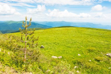 Karpat Dağları 'ndaki yeşil çayır. Doğal ortam. Alp manzaralı, ağaçlı, yemyeşil çimlerin arasında bulutlu mavi bir gökyüzünün altında. Ukrayna 'da yaz tatili. güneşli bir gün