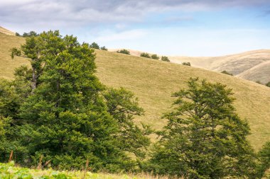 Svydovets tepeleri kayın ormanının arkasında. Uzak otlak yamaçtan. Karpat dağlarının güzel manzarası, Ukrayna