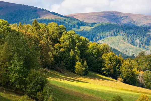 Tepenin tepesindeki ağaçların benekli ışıklarıyla manzarası. Transcarpathia 'nın dağlık volovets bölgesi. Bulutlu gökyüzünün altındaki muhteşem borzhava sırtı.