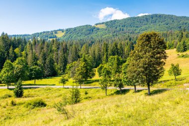 Ormandan geçen köy yolu. Avrupa 'da boş bir yol. Karpatya dağ manzarası. Yol boyunca yeşil ağaçlar. Açık hava macerası ve güneşli bir günde yaz tatili.