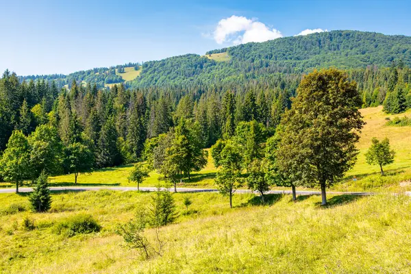 Ormandan geçen köy yolu. Avrupa 'da boş bir yol. Karpatya dağ manzarası. Yol boyunca yeşil ağaçlar. Açık hava macerası ve güneşli bir günde yaz tatili.