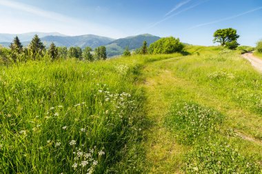 Güneşli bir yaz sabahında Karpatlar kırsalında. Alp çayırları ve tepedeki ağaçların arasından manzaralı bir manzara. Mavi gökyüzünün altında Borzhava dağ sırtı manzarası