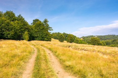 Yokuş yukarı toprak yol boyunca kayın ağaçlarıyla kaplı bir dağ manzarası. uzak kırsal kesimde. Sarı çimenli tepenin olduğu yaz sonu manzarası. Yamaçtaki ilkel orman. Bulutlu mavi gökyüzü güneşli bir akşamda