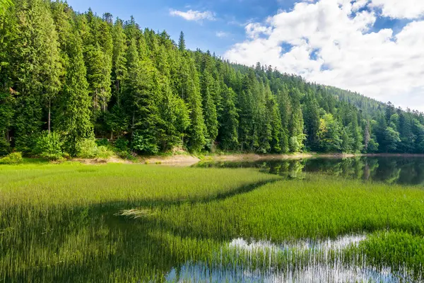 Bulutlu bir öğleden sonra, göl kenarındaki manzara. Çimenli sakin su yüzeyi. Göl kıyısındaki kozalaklı ağaçlar ve suya yansıyan orman karpatları.