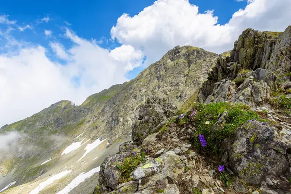 Yazın, Faragas Dağı 'nın dik yamaçlarında. Güney Karpatların güzel manzarası. Kayaların arasında mor kır çiçekleri. Kabarık bulutlu mavi gökyüzü