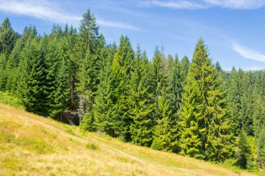 Çimenli yamaçtaki kozalaklı orman. Avrupa 'nın doğal ladin ormanları. Güneşli bir gün. Yazın Ukrayna 'daki Karpat Dağları manzarası. Borzhava sırtı manzarası