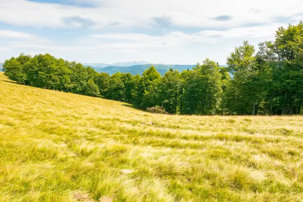 Yazın sonlarında Karpat Dağları manzarası. Öğle vakti bulutlu bir gökyüzünün altındaki çimenli çayırın arkasındaki ilkel kayın ormanının olduğu alp manzarası. Güneşli bir günde otlaklı doğal ortam
