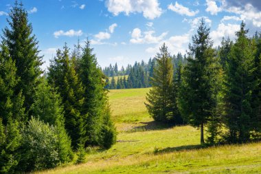 Karpatya dağlarındaki yeşil tepenin üzerindeki kozalaklı orman. Yazın çimenli çayırlarda güzel çam ağaçları. Güneşli bir günde mavi gökyüzünde kabarık bulutlarla Transcarpathia 'nın alp manzarası