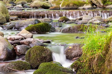 Yeşil ormandaki dere. Akıp giden akıntılar. Su yosunlu taşlar ve ağaçlar arasında akar. Yazın güzel parklar ve doğa geçmişi. çarpıcı karpatya ekosistemi