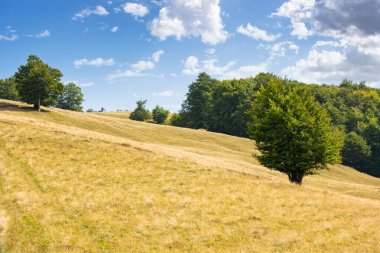 Çimenli tepedeki kayın ormanı. Alp manzaralı yeşil yapraklı ağaçlar. Karpat Dağları 'nın ilkel ormanları, Ukrayna. Gökyüzünde kabarık bulutlarla güneşli bir gün