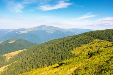 Yazın Karpat Dağları 'nın arka planında seyahat etmek. Öğleden sonra yamaçtaki köknar ormanı. Güneşli bir günde kornohora sırtındaki biyosfer bölgesinden manzara