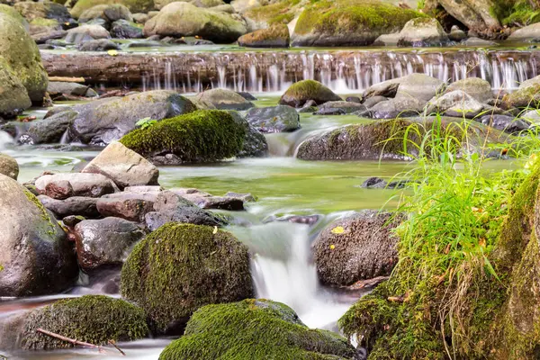 Yeşil ormandaki dere. Akıp giden akıntılar. Su yosunlu taşlar ve ağaçlar arasında akar. Yazın güzel parklar ve doğa geçmişi. çarpıcı karpatya ekosistemi