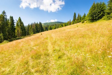 Yazın tarlaları olan bir dağ manzarası. Tepedeki ladin ormanı mavi gökyüzünün altında. Ukrayna kırsalında güneşli bir öğleden sonra. Ormandaki resimsi çayır.