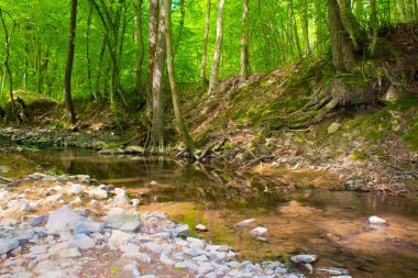 Yazın sığ dere. Ormanda yeşil yapraklar. Sudaki taşlar. Güneşli bir günde açık hava macerası