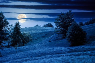 Geceleri çimenli tepedeki kayın ormanı. Ağaçların yemyeşil olduğu alp manzarası. Dolunay ışığında ilkel bir orman. Gökyüzündeki kara bulutlar