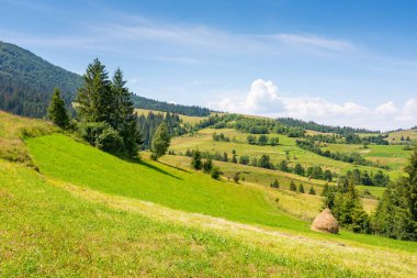 Yazın dağlık Karpatya kırsal manzarası. Çimenli Alp Tepesi 'nde çam ağacı. Ukrayna 'nın dağlık bölgelerinde tatil. Podobovets köyü vadisi