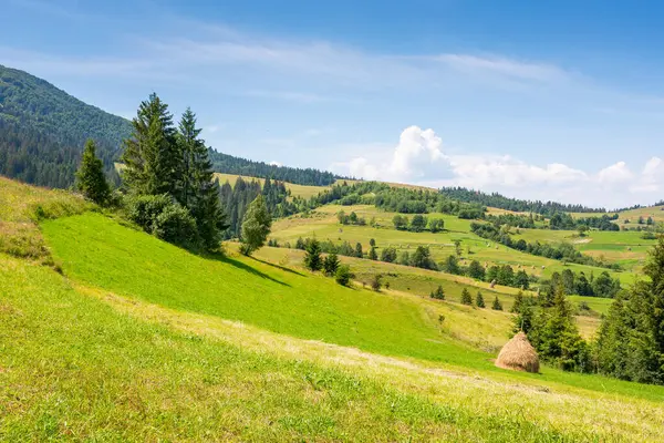 Yazın dağlık Karpatya kırsal manzarası. Çimenli Alp Tepesi 'nde çam ağacı. Ukrayna 'nın dağlık bölgelerinde tatil. Podobovets köyü vadisi