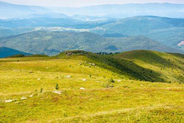 Yazın Karpatlar 'ın dağ manzarası. Transcarpathia 'nın uzak bir bölgesi. Ukrayna 'nın yeşil alp çayırları. Yuvarlanan tepelerdeki çimenler. benekli ışıkta manzaralı seyahat arkaplanı