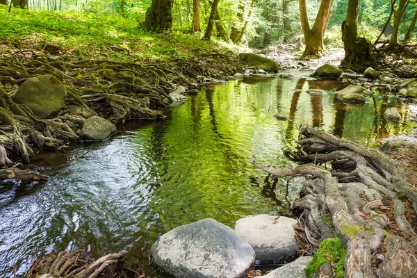 Yazın sığ dere. Ormanda yeşil yapraklar. Sudaki taşlar. Güneşli bir günde açık hava macerası
