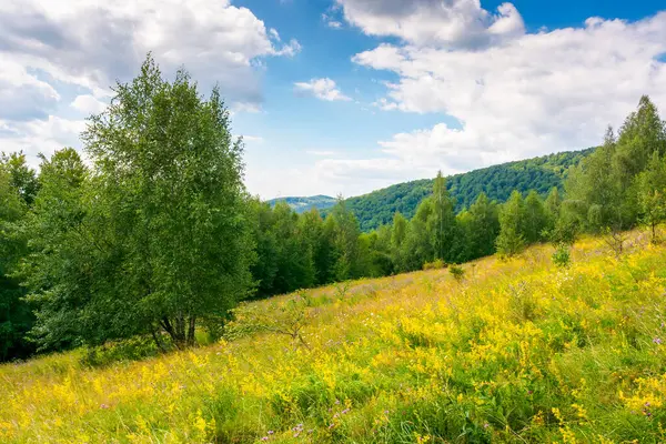 Yazın tepede orman manzarası. Mavi gökyüzünün altında beyaz kabarık bulutlu ağaçların olduğu güzel bir manzara. Güneşli bir gün. barışçıl hava duvar kağıdı