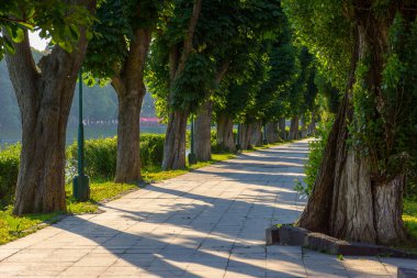 Uzhorod, Ukrayna - 04 Haziran 2017: Yazın sabah vakti kestane ağaçları. Sabah egzersizleri için rahat bir ara sokak. Popüler turizm merkezi