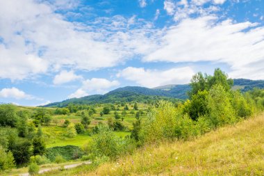 Ukrayna 'nın güzel kırsalları. Yokuştaki orman. Güneşli bir gün. Karpat Dağları 'ndaki manzaralı yaz manzarası. Çimen tarlaları ve yuvarlanan tepeler. Kırsal alan. Doğal ortam