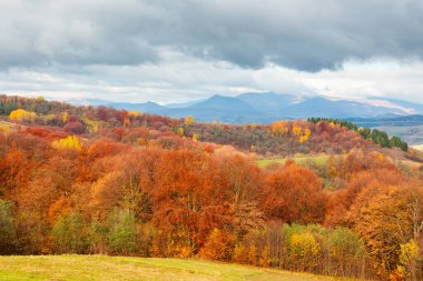 Karpat Dağları 'nın tepelerindeki orman. Kırsal alan. Ağaçların rengarenk yapraklarıyla sabah vakti yağmurlu gökyüzünün altında. bulutlu sonbahar sabahı