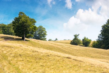 Çimenli tepedeki kayın ormanı. Alp manzaralı yeşil yapraklı ağaçlar. Karpat Dağları 'nın ilkel ormanları, Ukrayna. Gökyüzünde kabarık bulutlarla güneşli bir gün