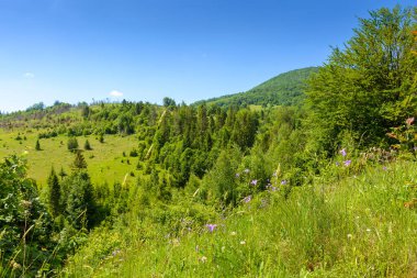 Tepedeki ormanlı yaz manzarası. Ukrayna 'nın dağlık manzarası. Karpatların havza sırtı yakınlarında açık hava macerası. Açık mavi gökyüzünün altında güneşli bir günde manzara
