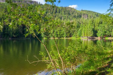 Göl manzarası ve kozalaklı orman. Öğleden sonra Synevyr Ulusal Parkı 'nda. Alp göleti. Yazın Karpat Dağları. Sakin suya yansıyan harika bir manzara.