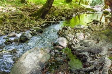 Yazın sığ dere. Ormanda yeşil yapraklar. Sudaki taşlar. Güneşli bir günde açık hava macerası