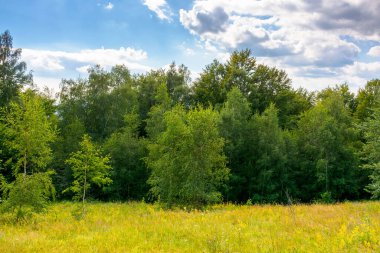 Yazın tepede orman manzarası. Çiçekli alp otlaklarının manzarası. Avrupa kırsalında tatil sezonu. Güneşli bir gün. Yaprak döken ormanlarda pastoral bir yer