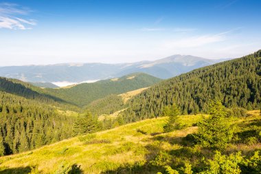 Dağ yaz manzarası. Harika Karpatya ormanları. Çimenli çayırın yanındaki köknar ağaçları. Tepenin yamacında ormanlar. Mavi gökyüzünün altında bulutlar. Sabah ışığında doğal çevre. seyahat hedefi