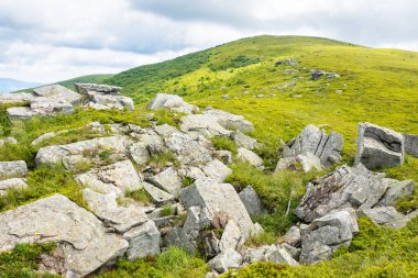 Yamaçtaki çimlerin arasında kayaların olduğu bir manzara. Alp ortamı. Güneşli bir gün. Yazın Karpat Dağları manzarası. Ukrayna 'nın yüksek dağlarında seyahat ve açık hava macerası