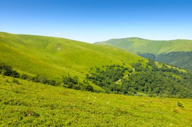 Yazın dağ manzarasının güzelliğini keşfedin. Borzhava Tepesi 'nin muhteşem manzarası. Güneşli bir günde Ukrayna 'nın dağları.